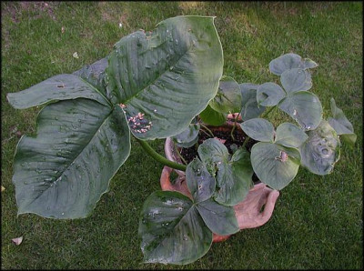 Arisaema.JPG
