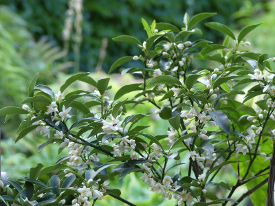 2020-08-27 Kumquat.jpg