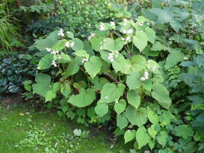 2020-08-27 Begonia grandis var. evansiana.jpg