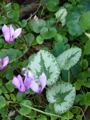 2020-08-27 Cyclamen purpurascens 2.jpg