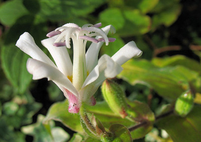 IMG_6804_Tricyrtis_WhiteTowers.JPG