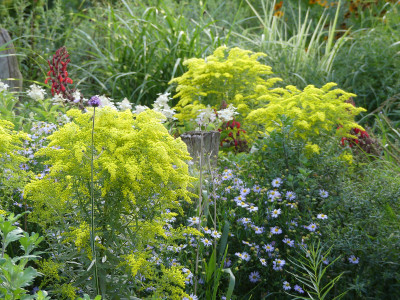 2020-08-27 Gartenimpressionen 3.jpg