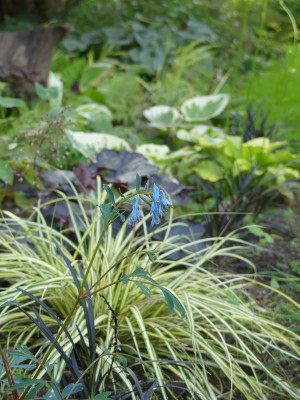 2020-08-27 Gartenimpressionen 1.jpg
