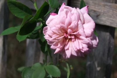 DSCF6858.JPG