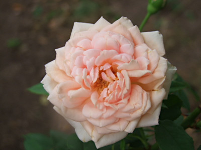 DSCF6767.JPG