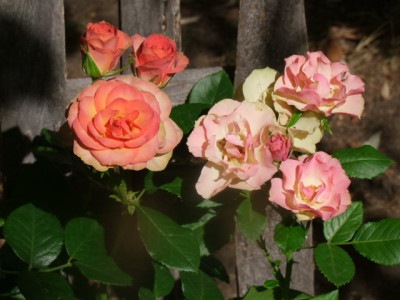 DSCF6903.JPG
