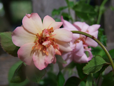 DSCF6813.JPG