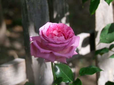 DSCF6936.JPG