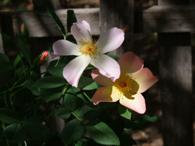 DSCF6574.JPG