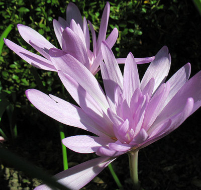 IMG_6836_Waterlilyk.JPG