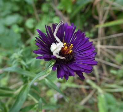Krabbenspinne 200827 k.jpg