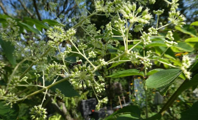 Aralia elata 200820.jpg