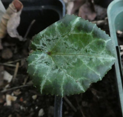 Cyclamen hederifolium CSE 11054 k.jpg
