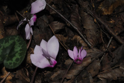 DSC_1042.JPG