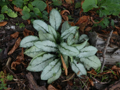 Pulmonaria 'Majeste' 200827 k.jpg