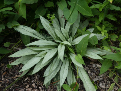 Pulmonaria 1 200827 k.jpg