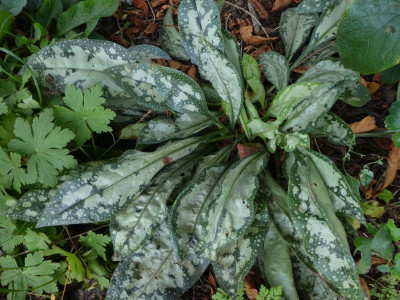 Pulmonaria 2 200827 k.jpg