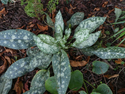 Pulmonaria 3 200827 k.jpg