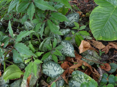 Pulmonaria 4 200827 k.jpg
