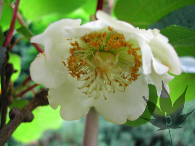 actninidia_chinensis_hay2.jpg