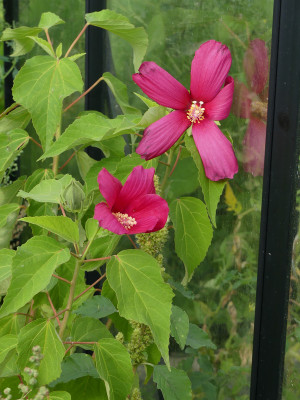2020-08-28 Hibiscus moscheutos 1.jpg