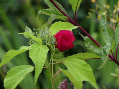 2020-08-28 Hibiscus moscheutos 2.jpg