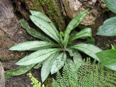 2020-08-28 Pulmonaria.jpg