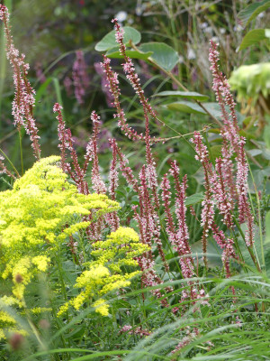 2020-08-28 Persicaria amplexicaule ‚Fascination’.jpg