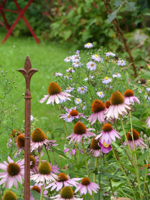 2020-08-28 Echinacea purpurea 1.jpg