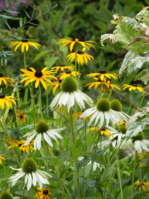 2020-08-28 Echinacea purpurea 2.jpg