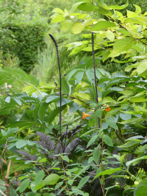 2020-08-28 Gartenimpressionen 1.jpg