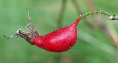 09070013_eRosa_pendulina_Hagebutte.JPG