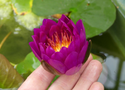 2020-08-28 Nymphaea 'Purple Fantasy'.jpg