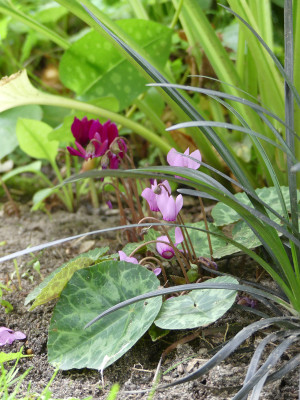 2020-08-28 Cyclamen purpurascens 3.jpg