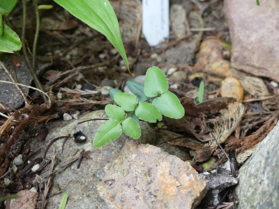 2020-08-28 Farne Pellaea atropurpurea.jpg