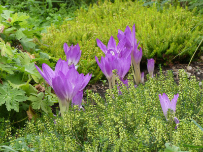 2020-08-28 Colchicum 'Apollo' 1.jpg