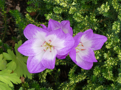 2020-08-28 Colchicum 'Apollo' 2.jpg