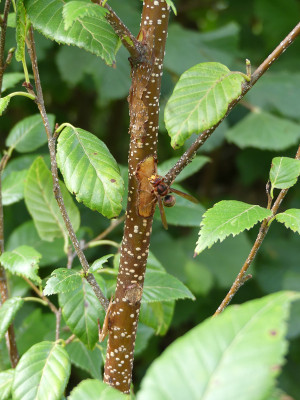 2020-08-27 Betula Hornisse.jpg