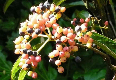 75_Viburnum-nudum.jpg