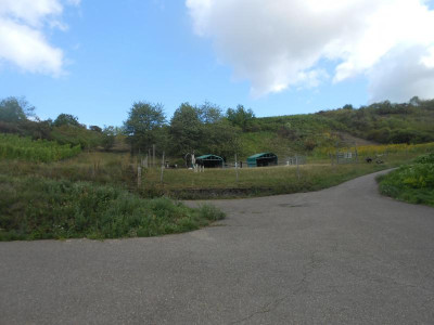 DSCN0524.JPG