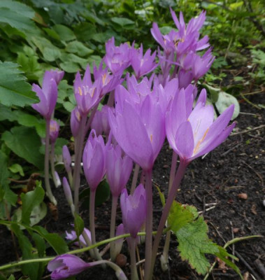 Colchicum 200828 k.jpg