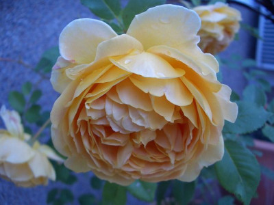 k-CIMG3618_Golden_C..JPG