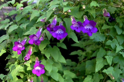 Kletterndes_Lowenmaulchen0307.jpg