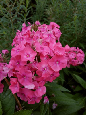IMG_20200829_165835.jpg