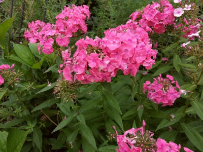 IMG_20200829_165753.jpg