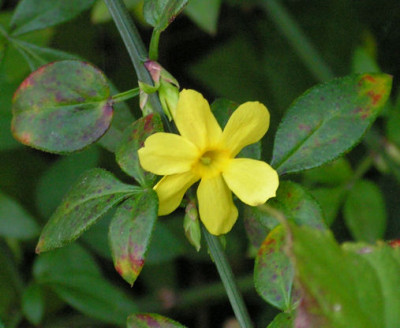 Jasminum_nudiflorum137.jpg