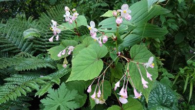 Begonia Mutter.JPG