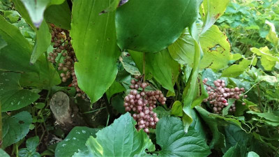 Smilacina racemosa.JPG