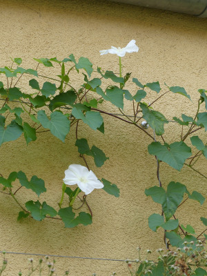 2020-08-29 Ipomea alba 1.jpg