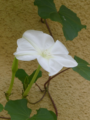 2020-08-29 Ipomea alba 3.jpg